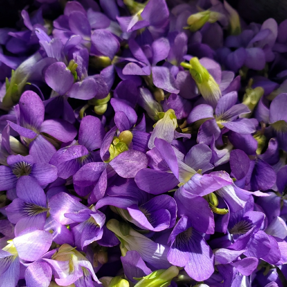 Meet your Posher, Ian